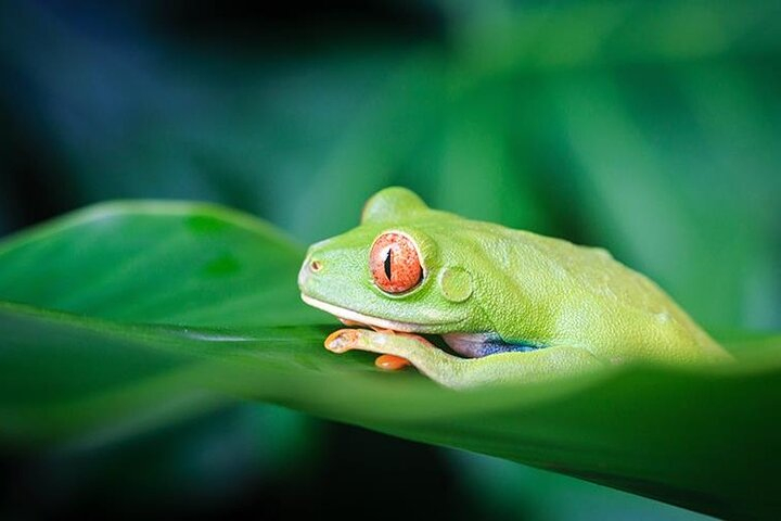 Tortuguero National Park Adventure 3D/2N - Photo 1 of 6